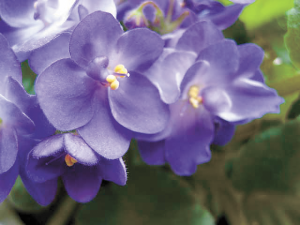 violets-susan