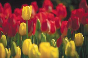 Yard and Garden: Dealing with Premature Flowering Spring Bulbs