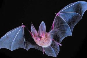 Bats in Iowa Facing Serious Challenges