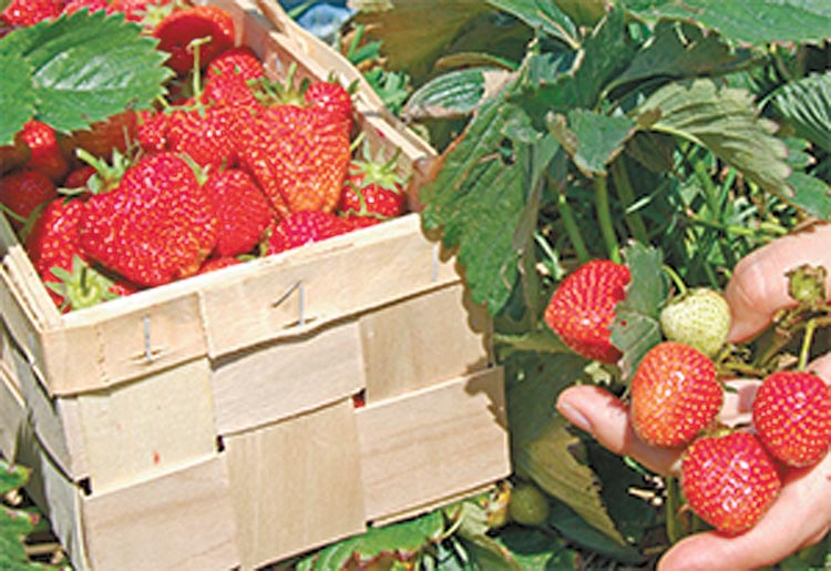 Yard and Garden: Strawberry Care