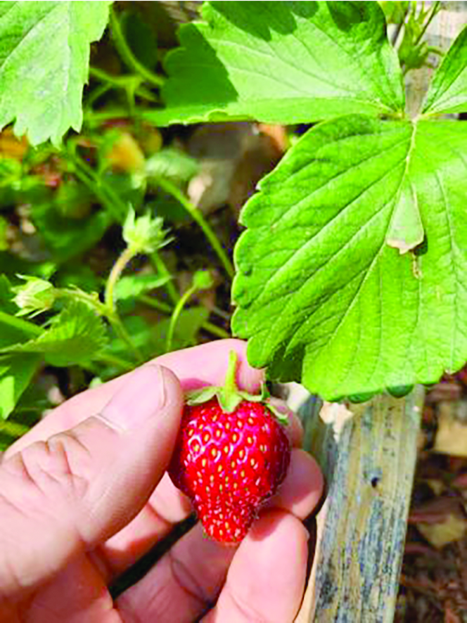 Yard and Garden: Strawberry Care