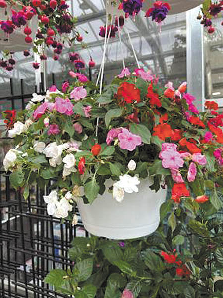 Yard and Garden: Hanging Basket Considerations