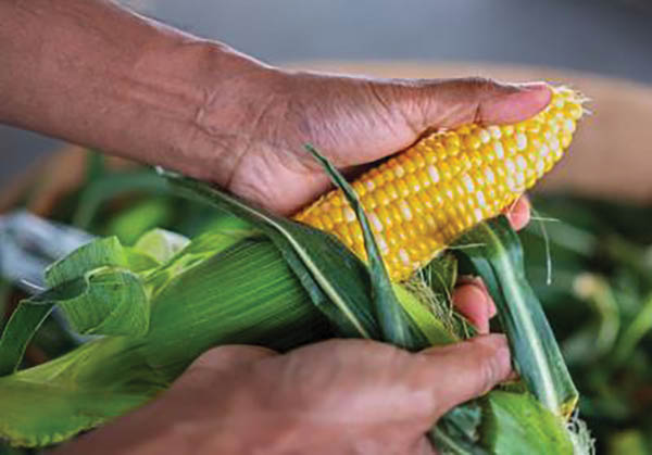 Enjoy Sweet Corn Season This Summer with Some Practical Tips