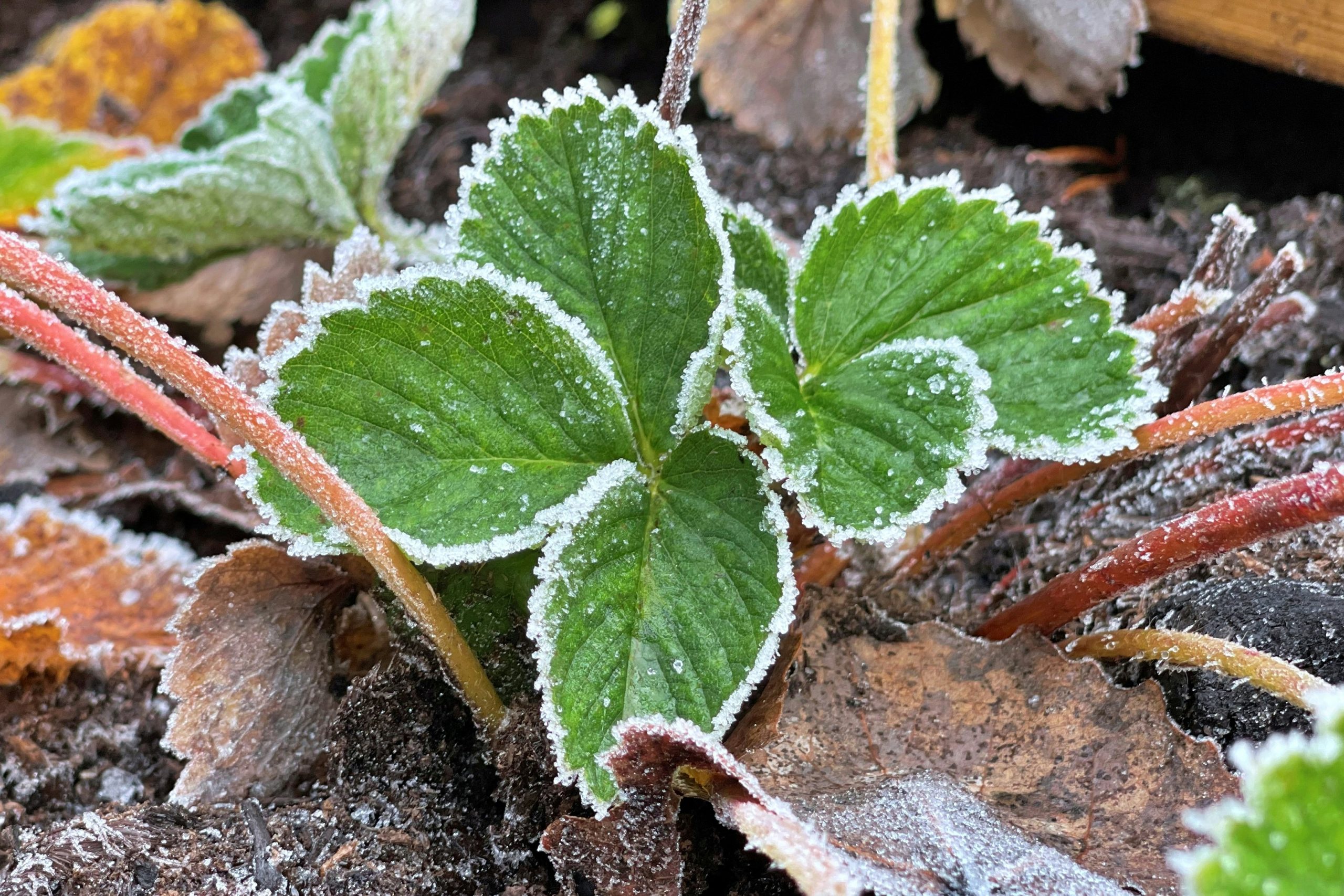 Preparing Plants for Winter