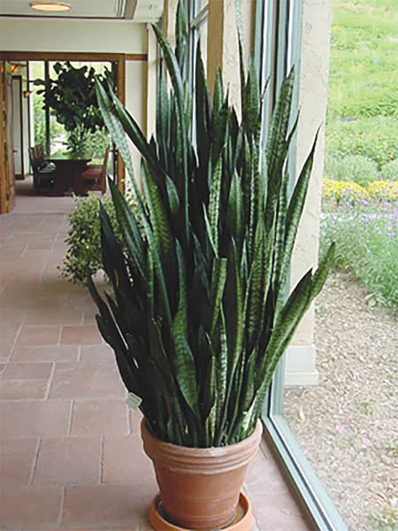 Caring for Sansevieria